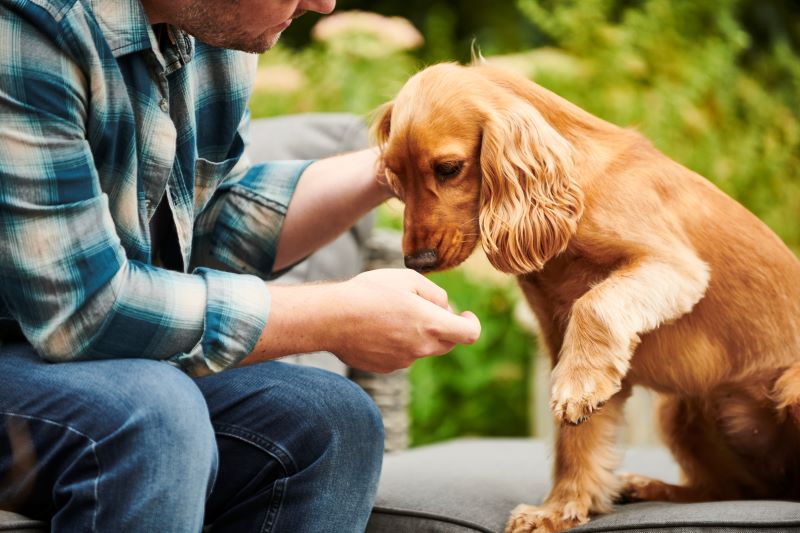 NHỮNG GIỐNG CHÓ DỄ BỊ VIÊM TAI